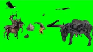 Mowgli with all Animals Green Screen | Jungle Green Screen