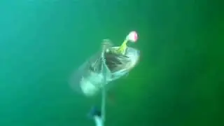 A very strange pike hook up while spin fishingn with an Herring Shad