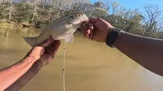 White Bass Fishing #fishing #fishinglife #whitebass #whitebassfishing #family