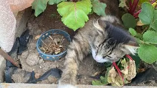 1258❤️Приятные хлопоты и суета/Жизнь семьи на юге России