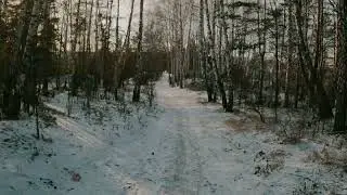 Winter in the woods
