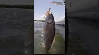 Redfish caught On A Jig