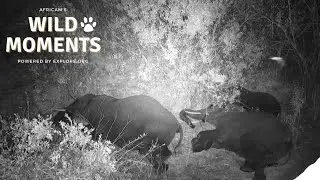 Sleeping Elephants | Wild Moments | September 12