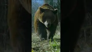 Raising Grizzly Bears is no joke 