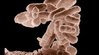 Probiotics Fact and Fiction