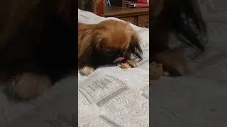 Сейчас я буду кушать, сейчас меня покормят 😃🤩