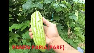 PANEN PARIA (PARE) DI BEDENGAN
