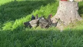 Backyard Chickens Go On A Field Trip