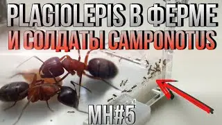 Заселение Plagiolepis в Ферму и Солдаты у Геркулесов! // Муравьиные Новости #5