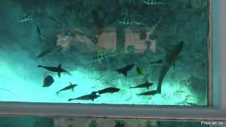 На катере со стеклянным дном в Египте