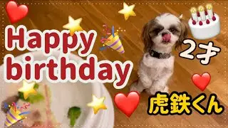 ２才のお誕生日を迎えたシーズーの虎鉄君🎂🎈