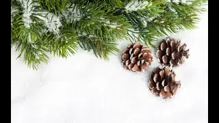 New Year's cake decor. Spruce and pine branches with pine cones.
