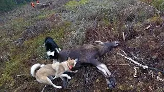 Охота 