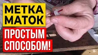 Метим маток Маленькие хитрости.Какой маркер лучше. Beekeeping