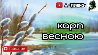 Як ловити карпа весною?