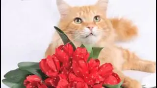 котик моргает