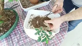 Hazır aldığınız bonsaide herhangi bir saksıya dikim yapmak.