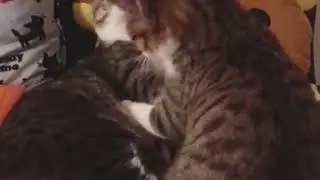 Awesome Couple cat Love romance in bed