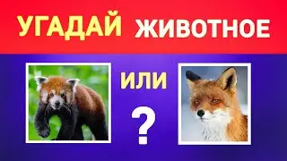 Проверьте Себя! Сможете Угадать Правильное Название Животного по Фото? 30 вопросов.