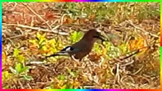Сойка собирает жёлуди Птицы осенью Видеозарисовки🍂🐦
