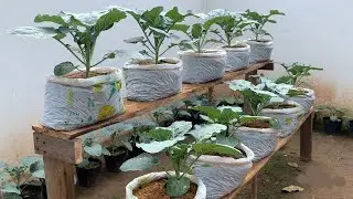 Why You've Been Failing at Growing Cauliflower at Home and How to Fix It