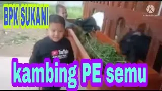 TERNAK KAMBING PE NYA BPK SUKANI SILER AGONG LABUHAN RATU TIGA