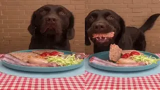 每天早上喂狗生肉 Chocolate Labrador Review Food ASMR