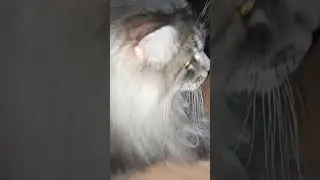 Гаврюша и Вася вот наши коты!