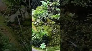 There are trees, there is water, there are fish  Beautiful #aquarium #fish #aquariumfish