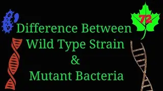Difference Between Wild Type & Mutant Bacteria: Simplified for Students 