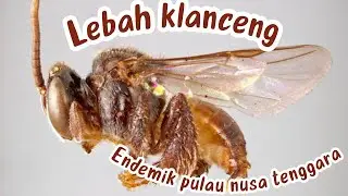 UNBOXING Lebah penghasil madu dari pulau Nusa Tenggara