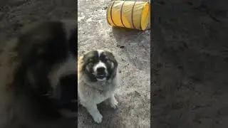 Щенок кавказкой овчарки. Туннель покорён)
