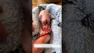 The guy picked up the baby, and it turned out to be a small wombat.