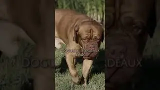 Dog Breeds with Strongest Bite Force 🥵🔥 #shorts #trending #viral