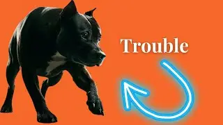 Struggles of Owning a Staffy