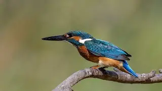 Common kingfishers September 2021