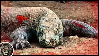 6 Animals That Will Easily Defeat Komodo Dragon!