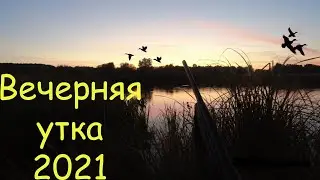 ОХОТА НА УТКУ 2021 | Открытие осенней охоты 2021