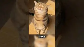 Why Cats Love the Sun So Much
