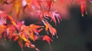 Jan Starek (vocals) - More Than You Know (jazz standard)