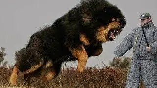 10 CHIENS les PLUS DANGEREUX du MONDE