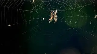 Природа Новозавидово