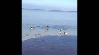 Очень приятная прогулка по Анапе. Джунгли парк