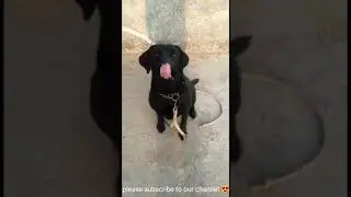 Labrador dog training video😱😍 || (Salute command) || #Short #video