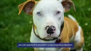 How to Stop Dog Aggression video