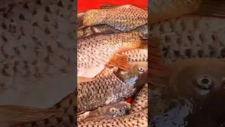 КАК в САМАРКАНДЕ жарят РЫБУ #shorts #short #shortsvideo #какпожаритьрыбу #ранокамолова