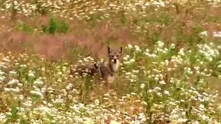 Coyote Hunting - 22-250 Lays coyote too rest in a field of flowers!!