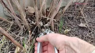 Какие ветки Малины удалять Весной? #весна