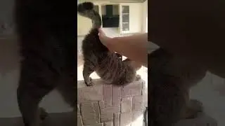 #кисонька #кошки #cat #кошка #тесса
