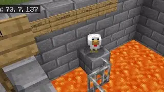 Chicken IQ Test
